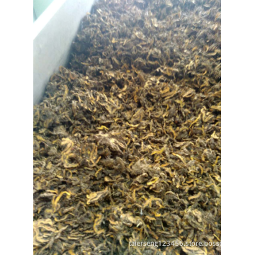 candida cleanse with black walnut and coptis